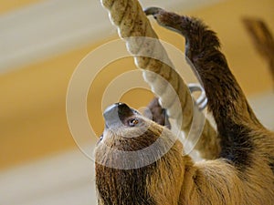 A two toed sloth climbing on a rope