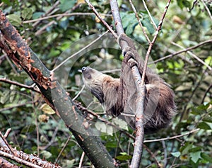 Two-toed Sloth climbing tree, Panama