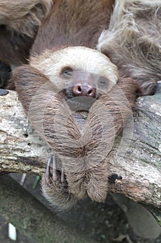 Two toed sloth in Costa Rica asleep