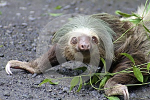 Two-toed sloth crawling