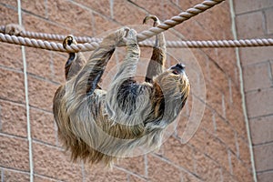 Two toed sloth crawling along some rope