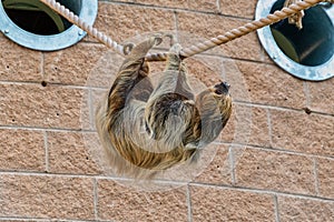 Two toed sloth crawling along some rope