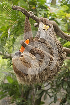 Two-toed sloth eating carrot