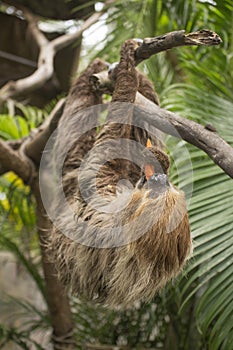 Two-toed sloth eating carrot