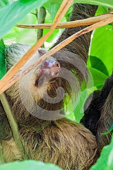 Two-toed sloth in a forest near La Fortuna village, Costa Ri