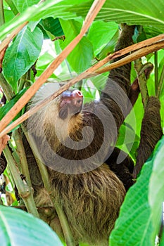 Two-toed sloth in a forest near La Fortuna village, Costa Ri