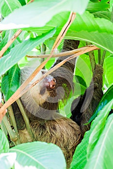 Two-toed sloth in a forest near La Fortuna village, Costa Ri