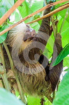 Two-toed sloth in a forest near La Fortuna village, Costa Ri