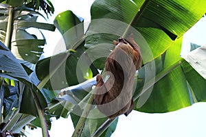 Two-toed sloth hanging in a banana tree - Matagalpa Nicaragua