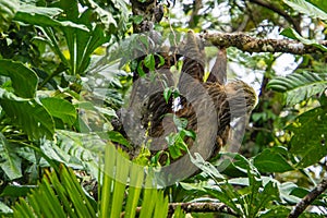 two-toed sloth hanging on a tree