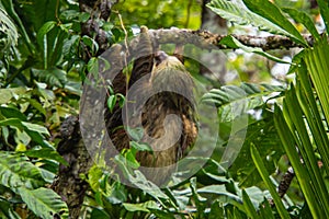 two-toed sloth hanging on a tree