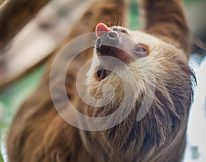 Two-toed sloth hanging from a tree