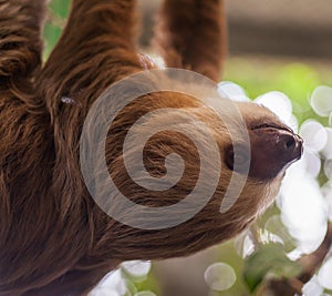 Two-toed sloth hanging from a tree