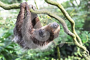 Two Toed Sloth photo