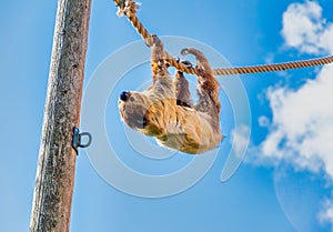 Two Toed Sloth hanging upside down while walking along a rope