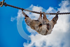 Two Toed Sloth hanging upside down while walking along a rope