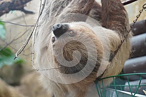 Two toed sloth looking out at the world