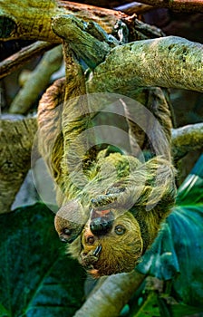 Two-toed Sloth. Mother and cub hanging from a branch. The mother treats herself to a meal