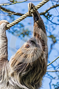 Two-toed sloth moving along a rope