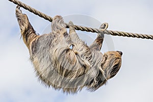 Two-toed sloth moving down a rope