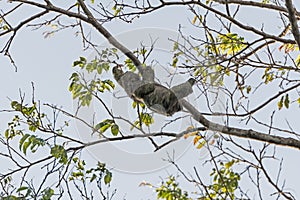 Two Toed Sloth Moving in a tree