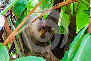 Two-toed sloth with an offspring in a forest near La Fortuna village, Costa Ri