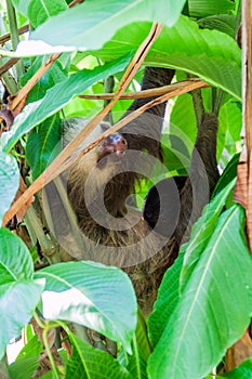 Two-toed sloth with an offspring in a forest near La Fortuna village, Costa Ri