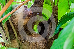 Two-toed sloth with an offspring in a forest near La Fortuna village, Costa Ri