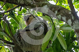 Two-toed sloth sitting on a thick tree branch surrounded by bright green leaves in a sunny forest