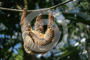Two-toed Sloth sleeping
