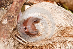Two-toed sloth sleeping in tree