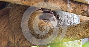 Two toed sloth sleeps upside down on a log.
