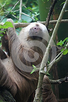 Two-toed Sloth slepping big plan on a tree