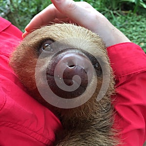 Two-Toed Sloth Smiles in Peru Rainforest choloepus hoffmanni