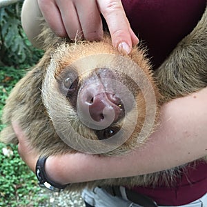 Two-Toed Sloth Smiles in Peru Rainforest choloepus hoffmanni