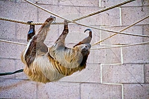 Two toed sloth on some rope