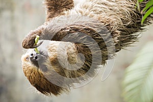 Two-toed sloth on the tree eating lentils