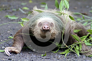 Two-toed sloth with vine