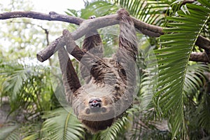 Two-toed sloth photo