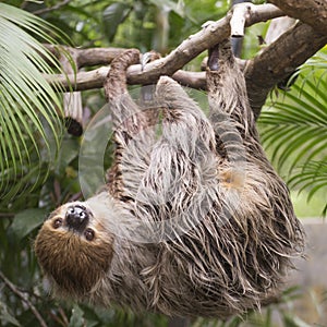 Two-toed sloth photo