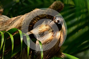 Two-toed sloths Choloepus hoffmanni