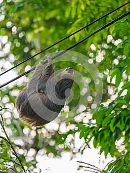 Two-Toed Sloths (Megalonychidae) in Costa Rica photo