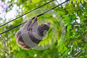 Two-Toed Sloths (Megalonychidae) in Costa Rica photo