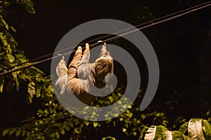 Two-Toed Sloths & x28;Megalonychidae& x29; at night in Costa Rica