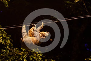 Two-Toed Sloths & x28;Megalonychidae& x29; at night in Costa Rica photo