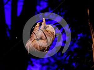 Two-Toed Sloths (Megalonychidae) at night in Costa Rica