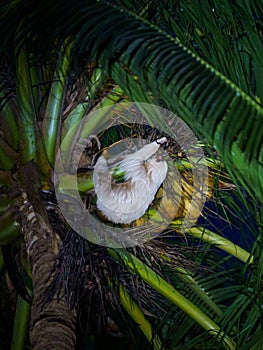 Two-Toed Sloths (Megalonychidae) at night in Costa Rica photo