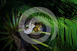 Two-Toed Sloths (Megalonychidae) at night in Costa Rica