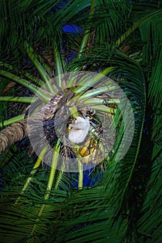 Two-Toed Sloths (Megalonychidae) at night in Costa Rica photo