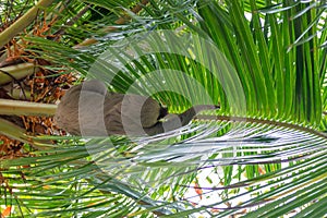 Two-Toed Sloths Megalonychidae in a palm tree